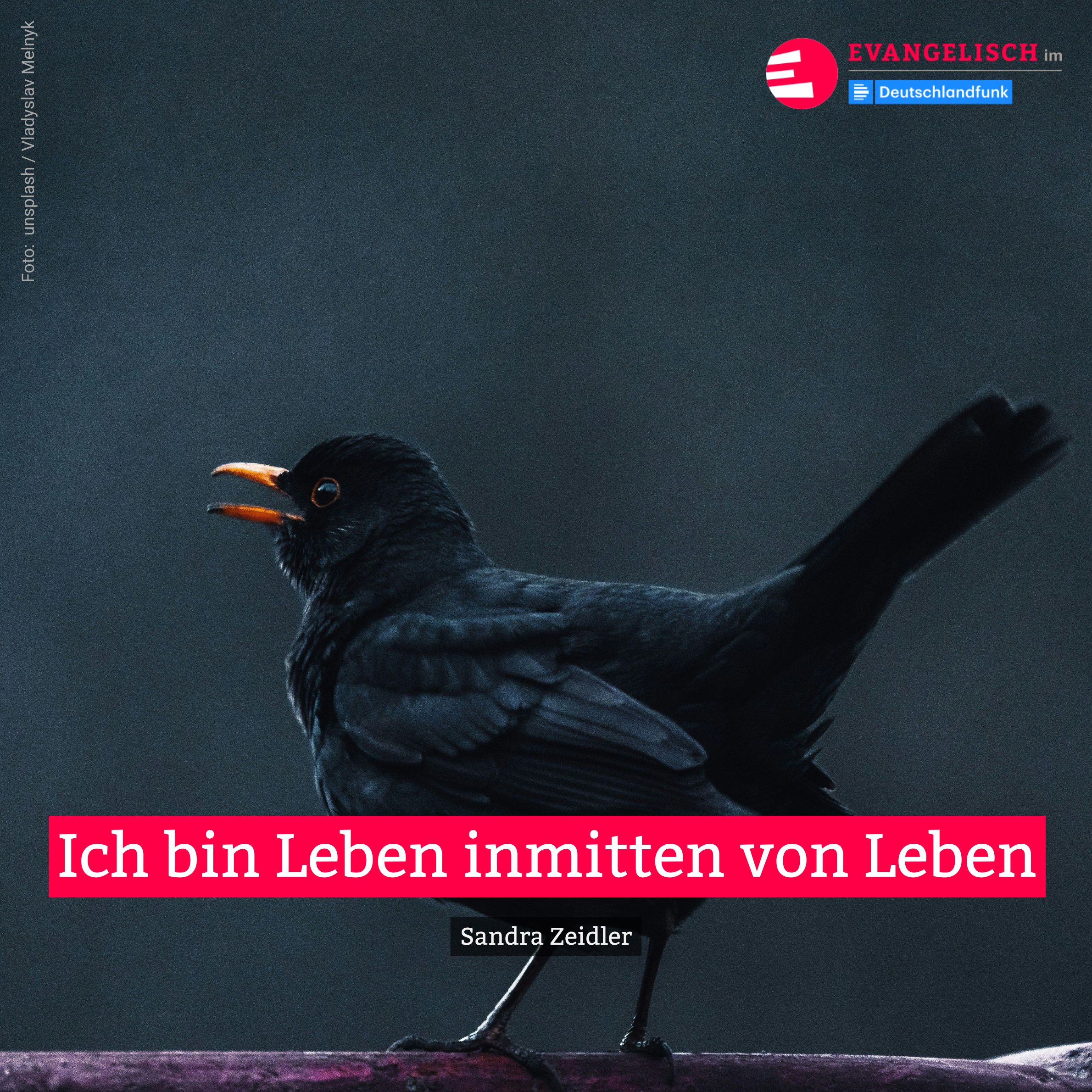 Ich bin Leben inmitten von Leben
