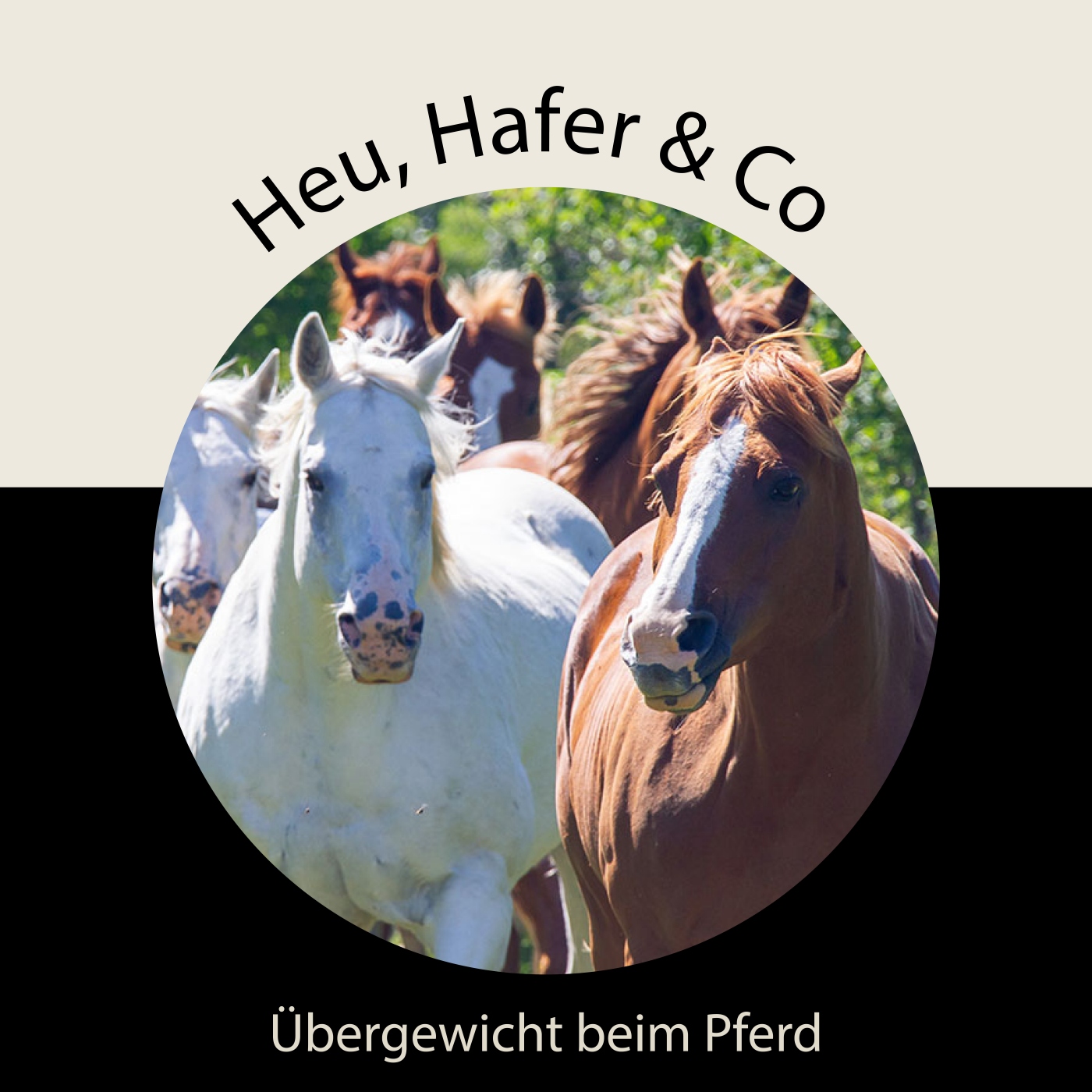 Heu, Hafer & Co: Der Pferdefutter-Podcast