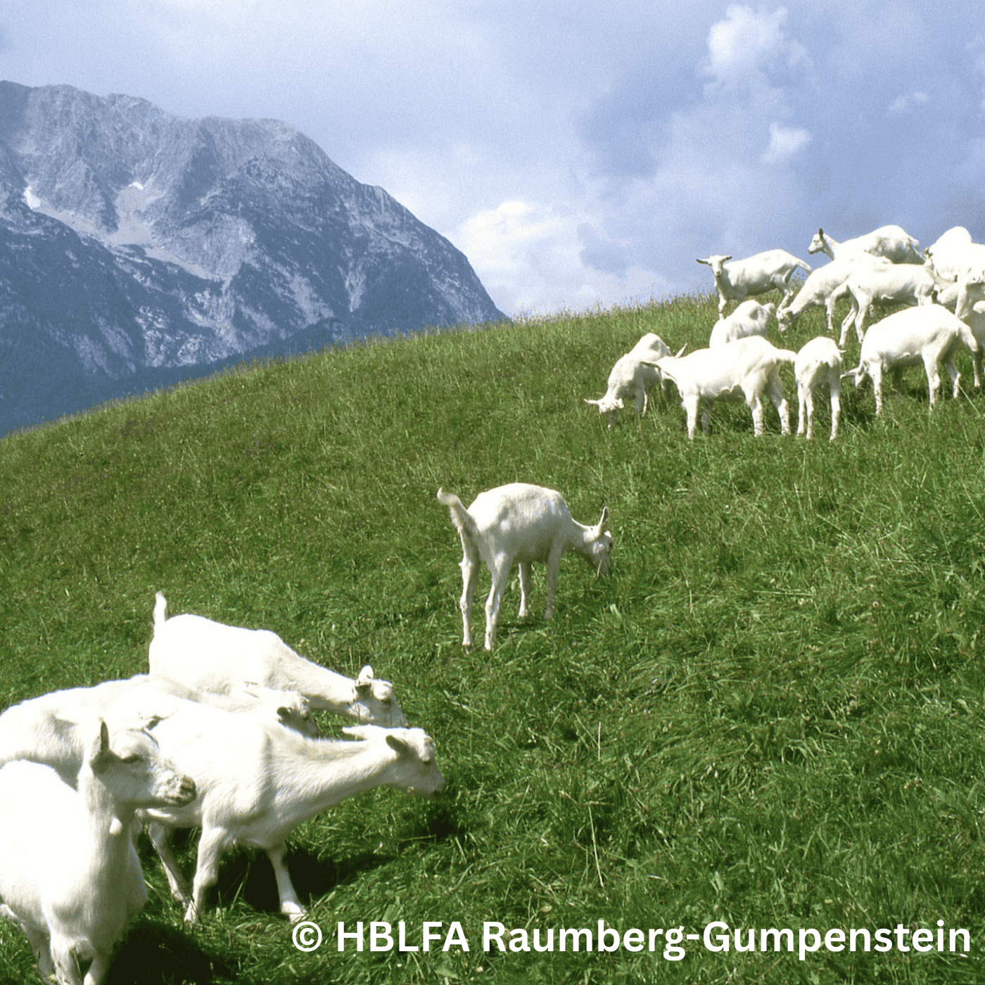 Folge 141: Kann kluges Weidemanagement Parasiten natürlich reduzieren? episode artwork