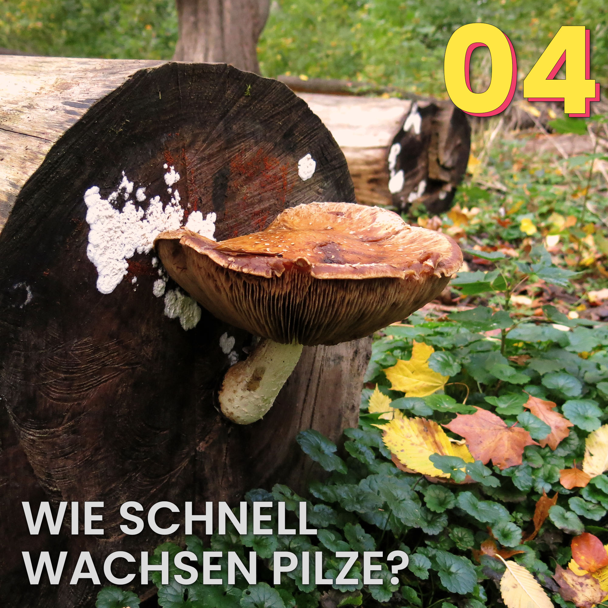 Der Pilzpodcast