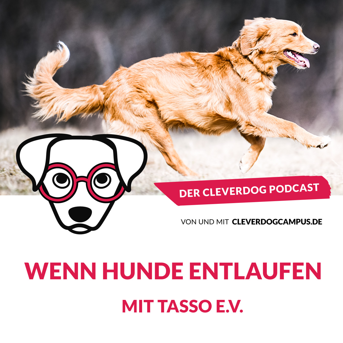 Der Cleverdog Podcast – mehr Wissen rund um den Hund!