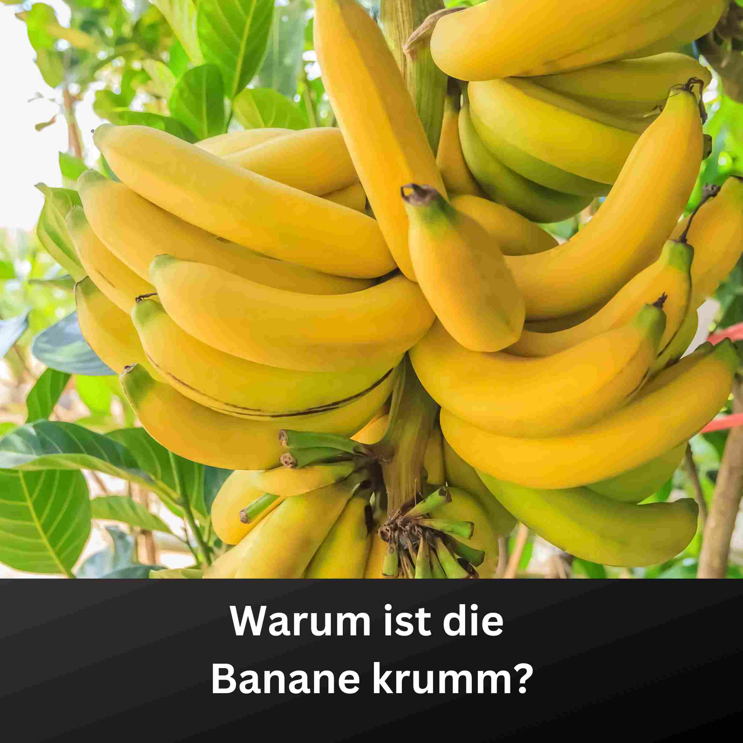 Hör dich klug! - Dein Wissenspodcast