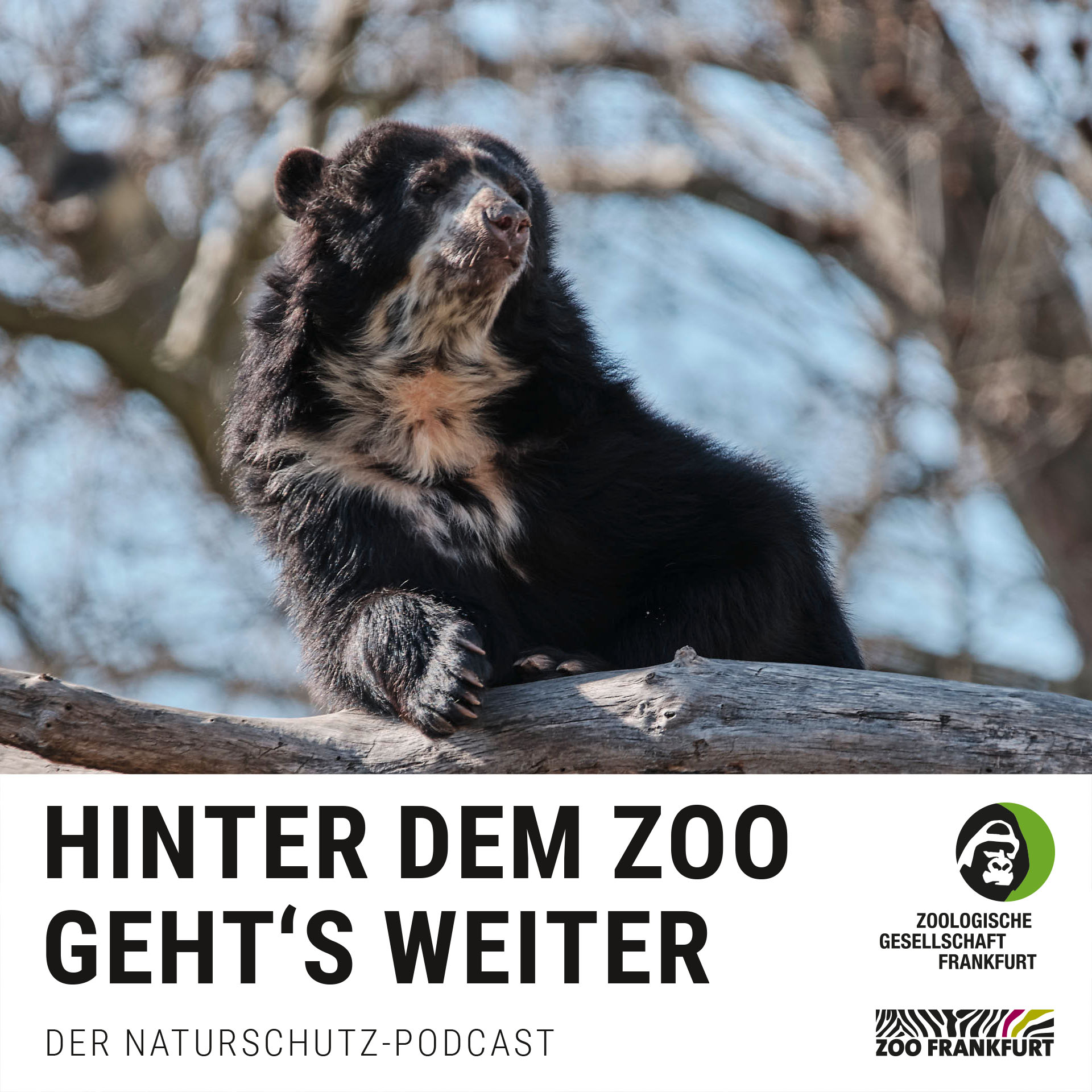 Saisonstart im Zoo: Was kommt, was bleibt, was brüllt