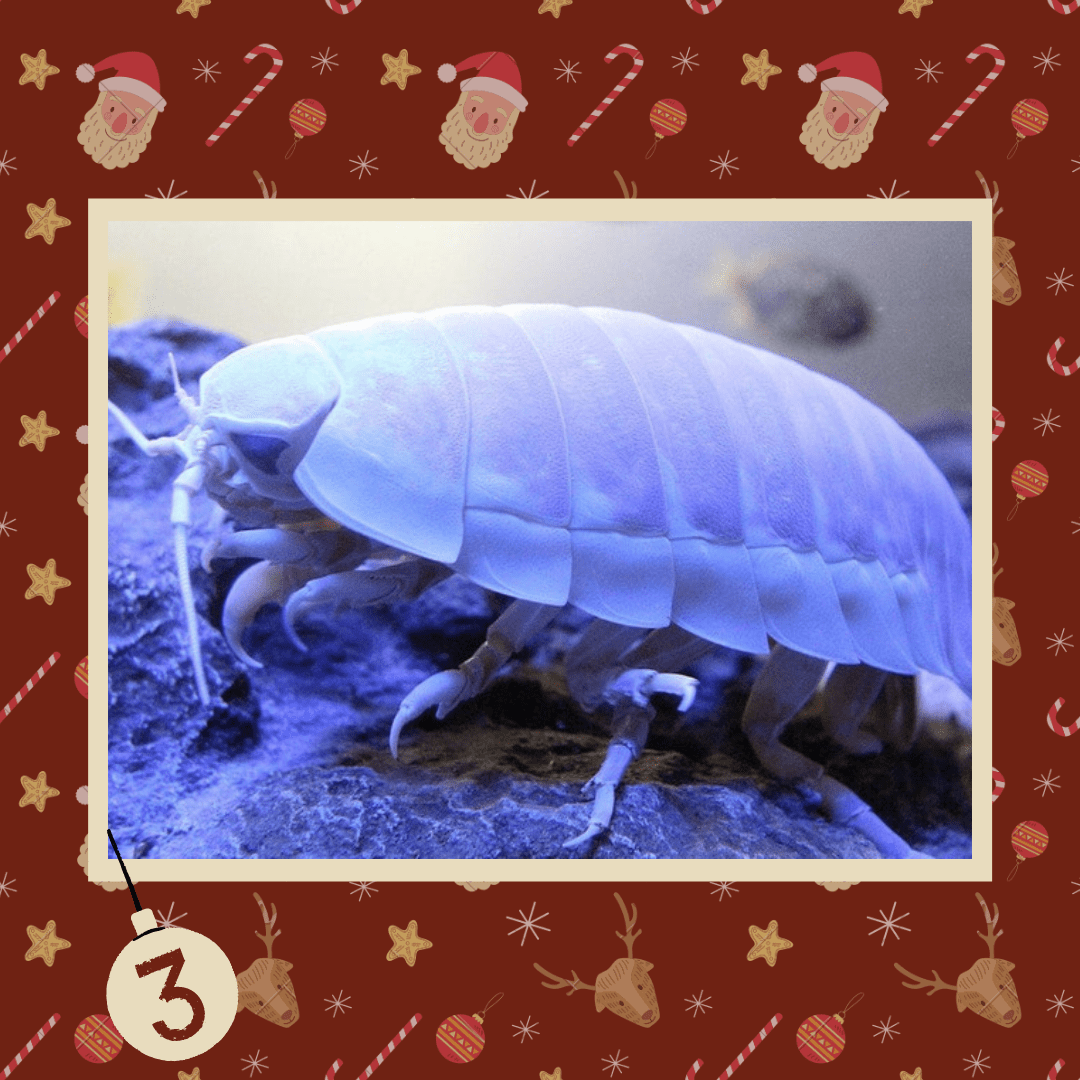#diedreimjf - Adventskalender 2020 Türchen 3: Asseln episode artwork