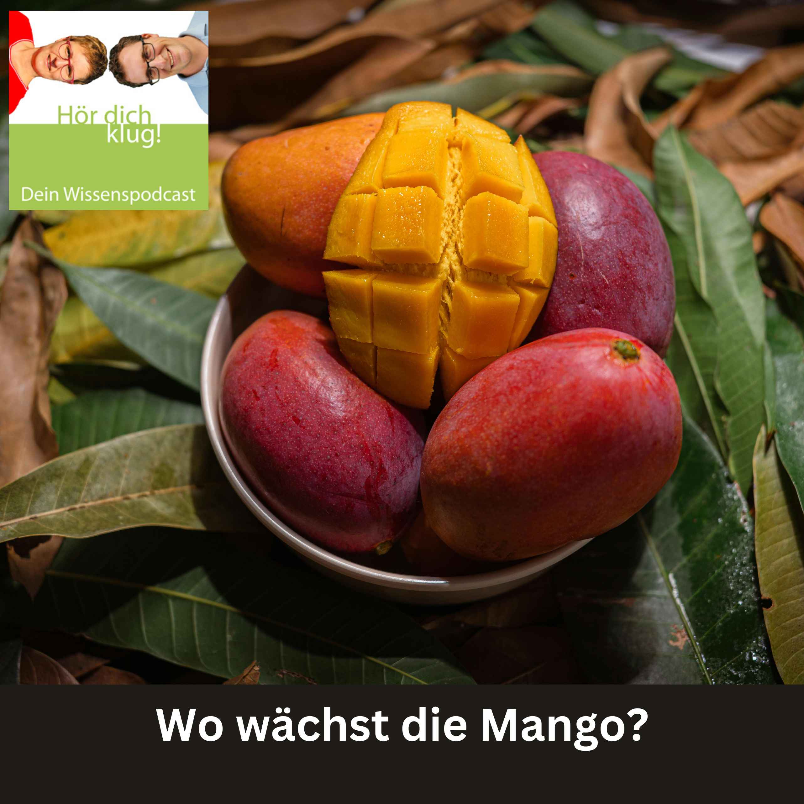 Wo wächst die Mango?