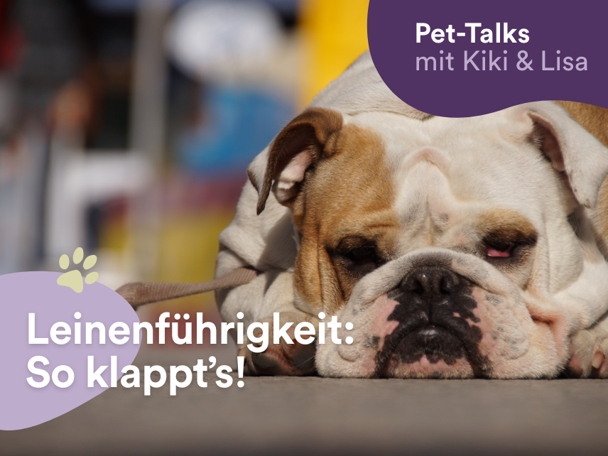 Pet-Talks mit Kiki & Lisa - der Hunde-Podcast von DeineTierwelt
