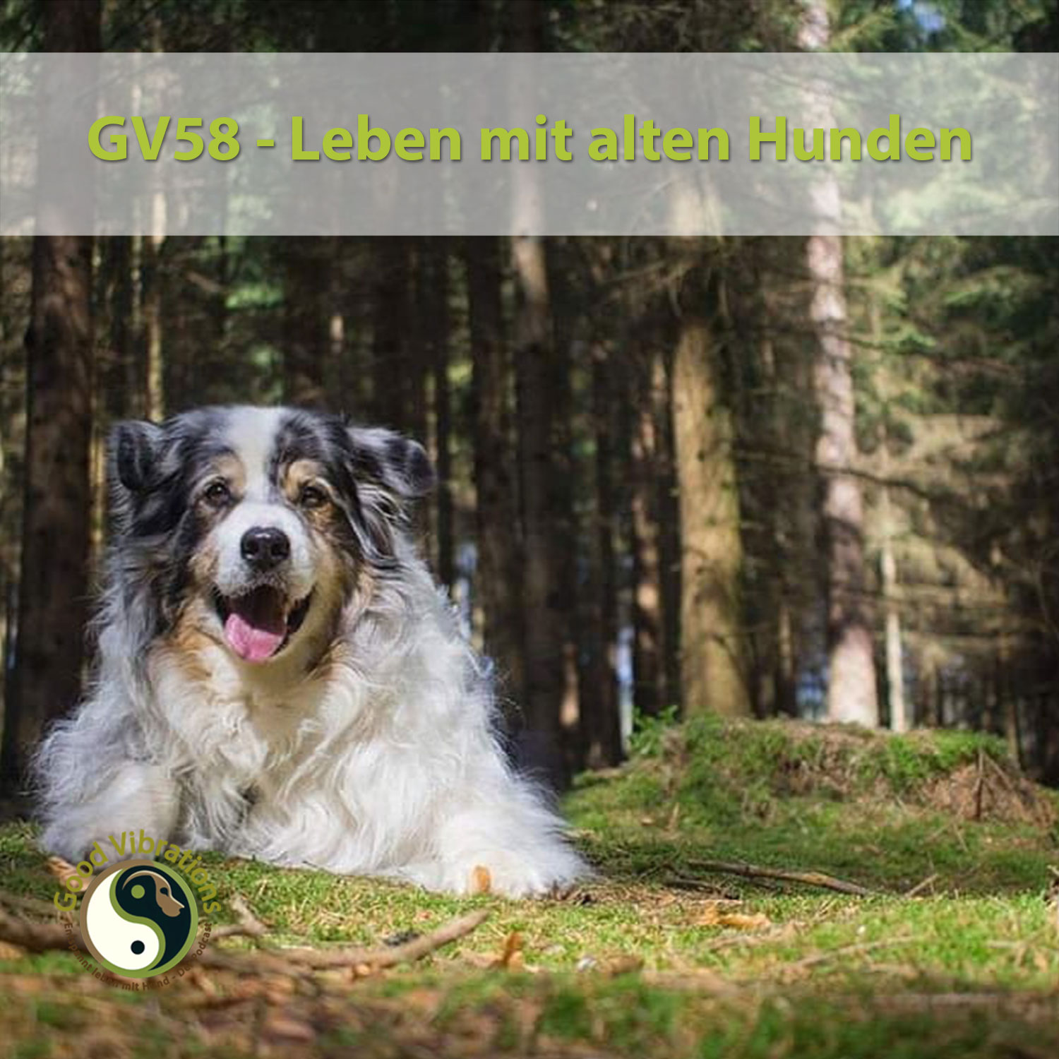Good Vibrations. Entspannt leben mit Hunden. Der Podcast.