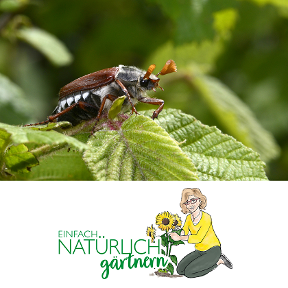 Engerlinge im Garten - was tun?