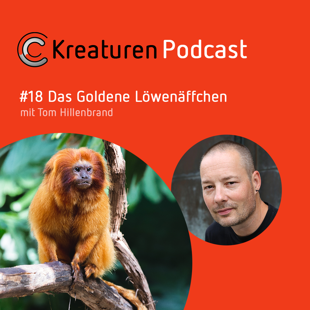 Kreaturen Podcast - Folge 18: Das Goldene Löwenäffchen mit  Tom Hillenbrand episode artwork