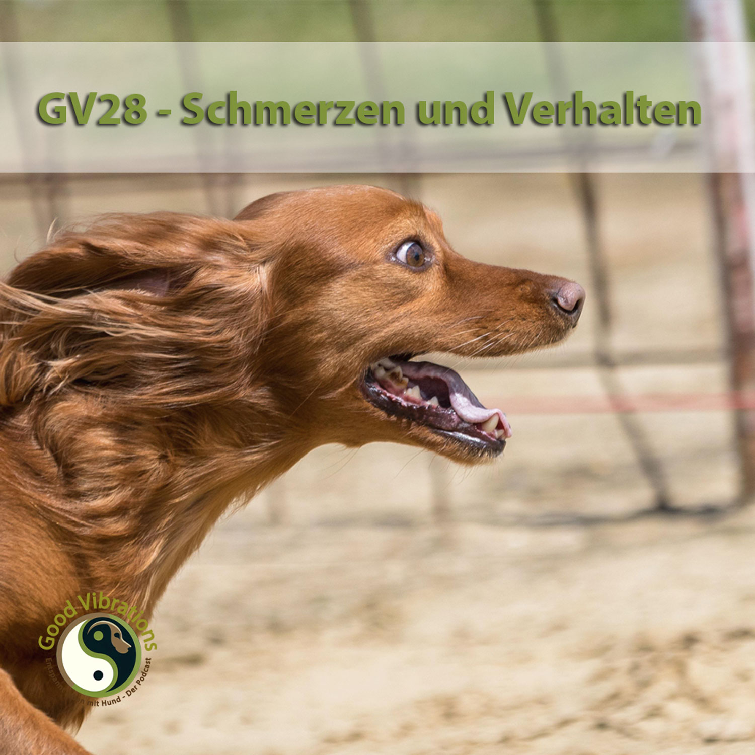 Good Vibrations. Entspannt leben mit Hunden. Der Podcast.