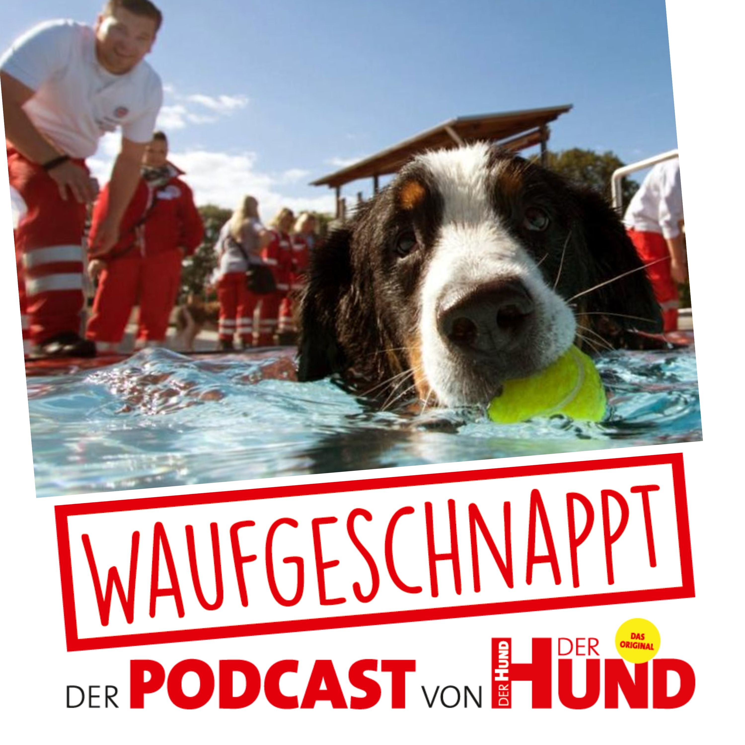 Waufgeschnappt - der Podcast von DER HUND