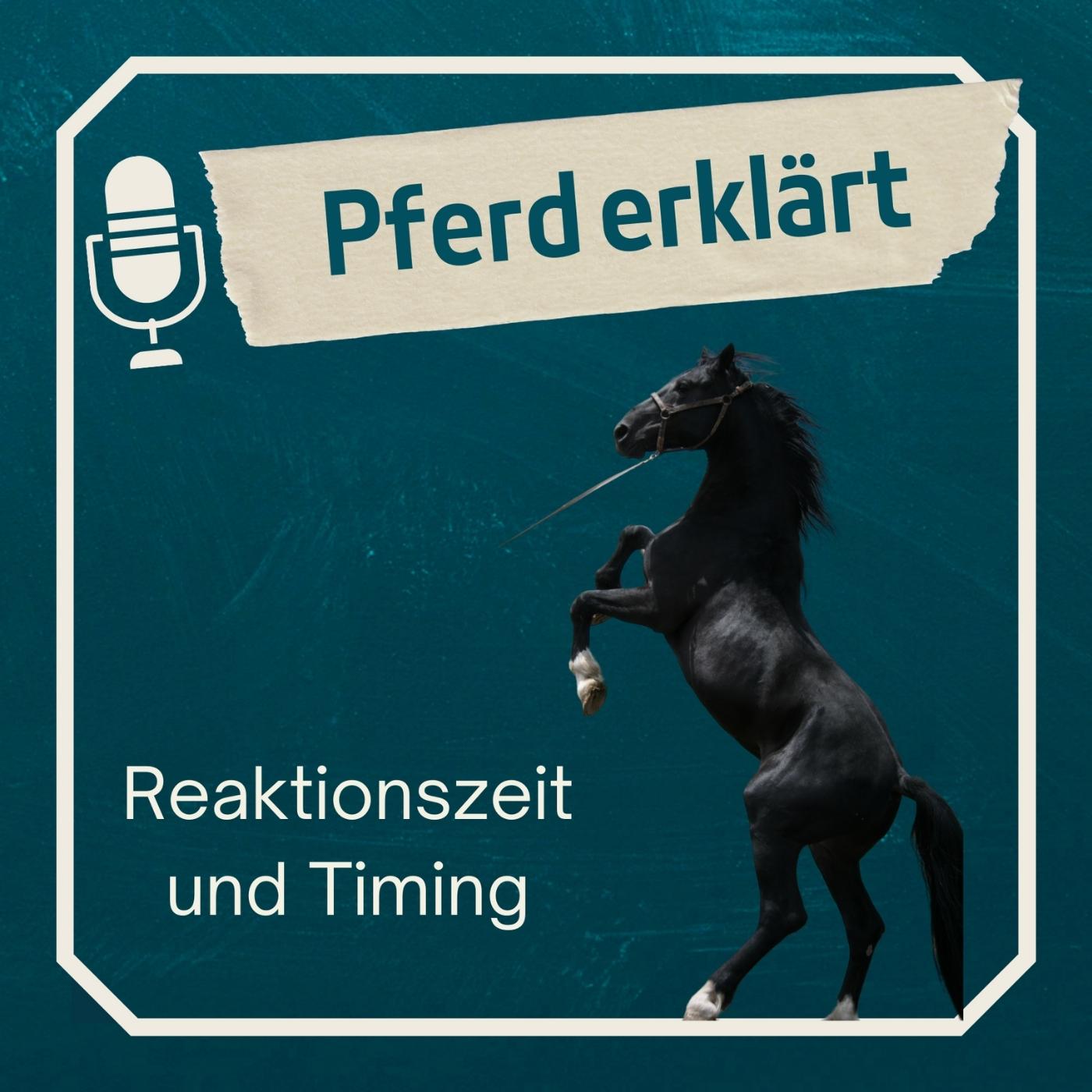 Pferd erklärt