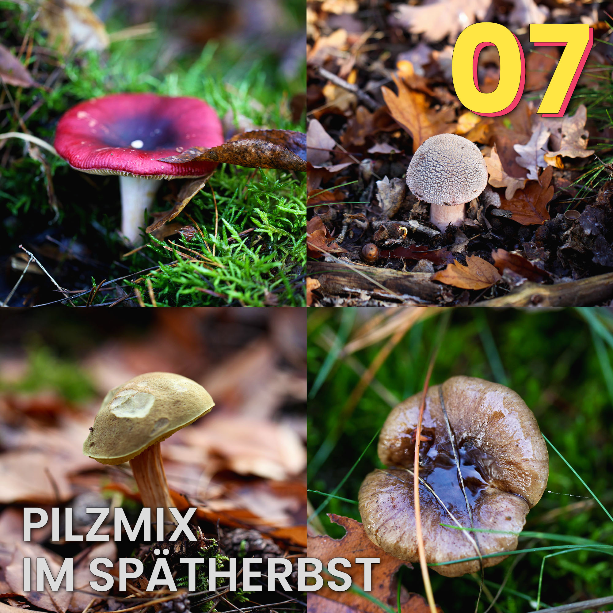 Der Pilzpodcast
