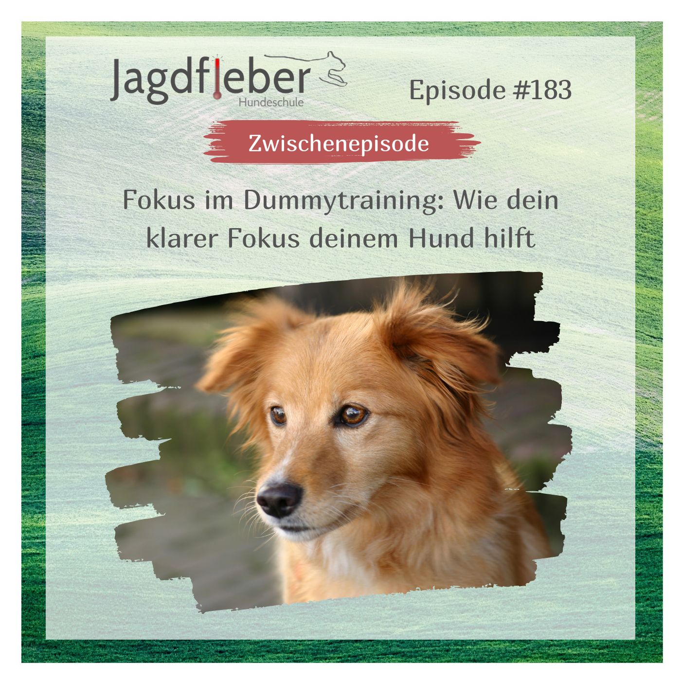 P183: Fokus im Dummytraining: Wie dein klarer Fokus deinem Hund hilft episode artwork