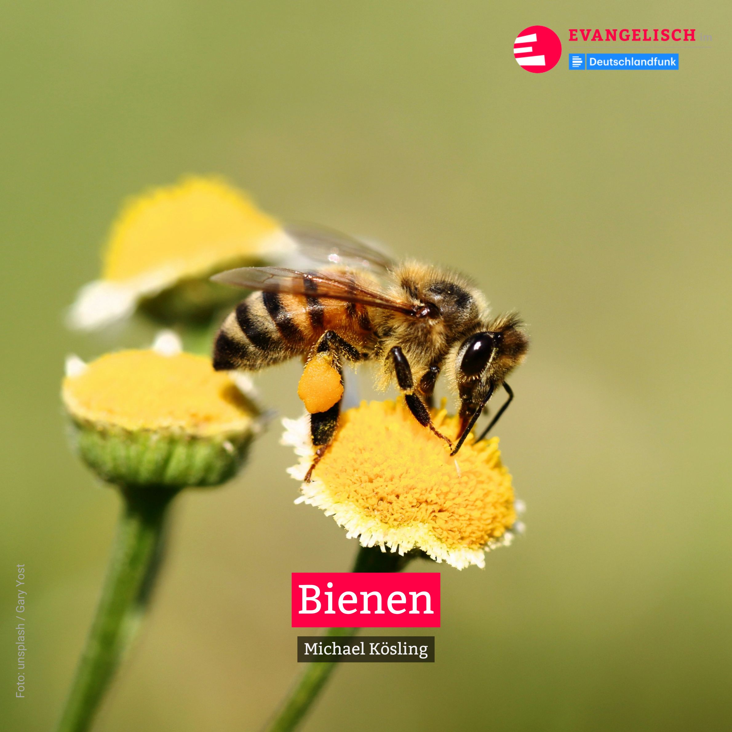 Bienen