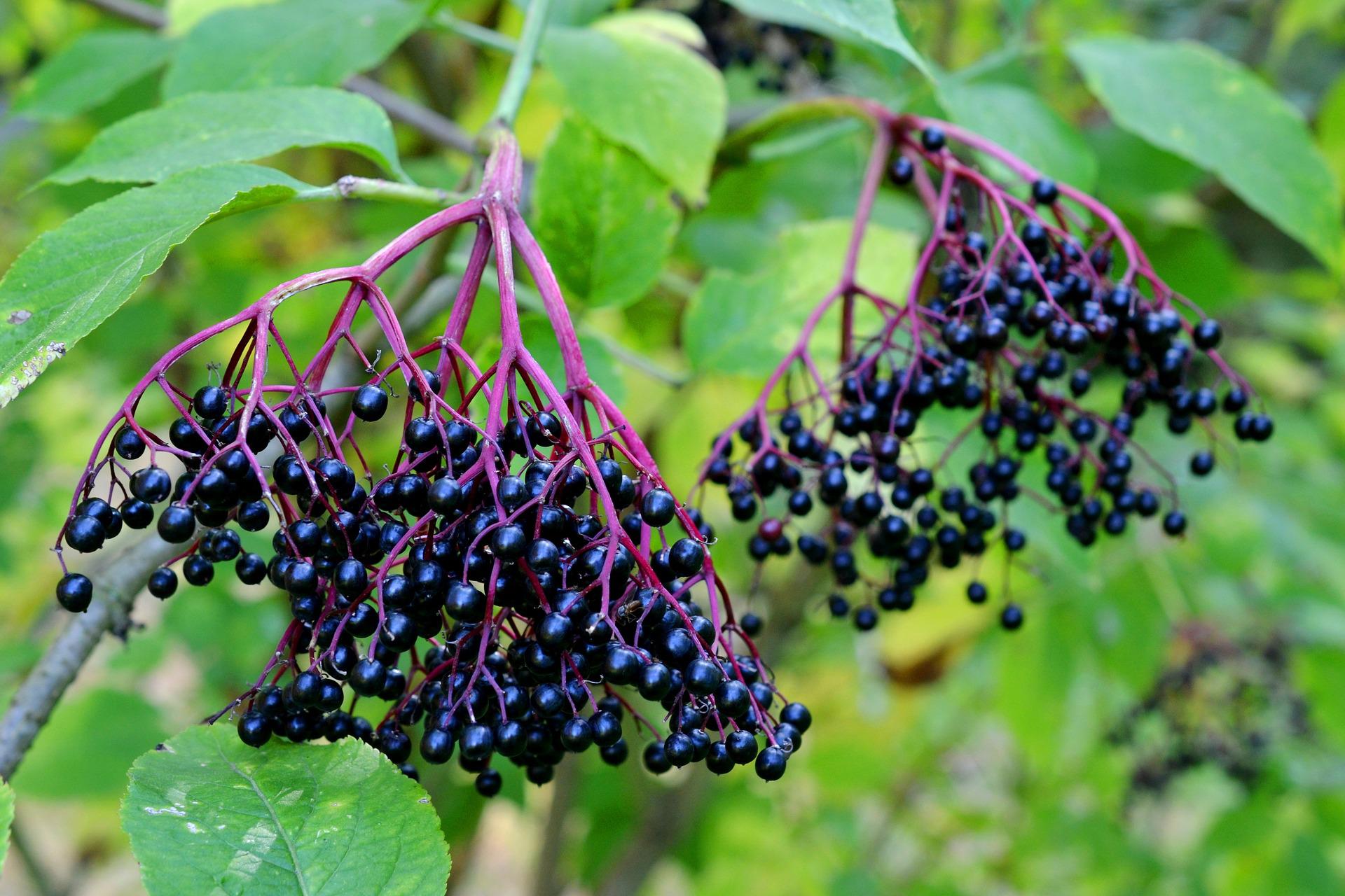 Holunderbeeren - Die Ernte beginnt