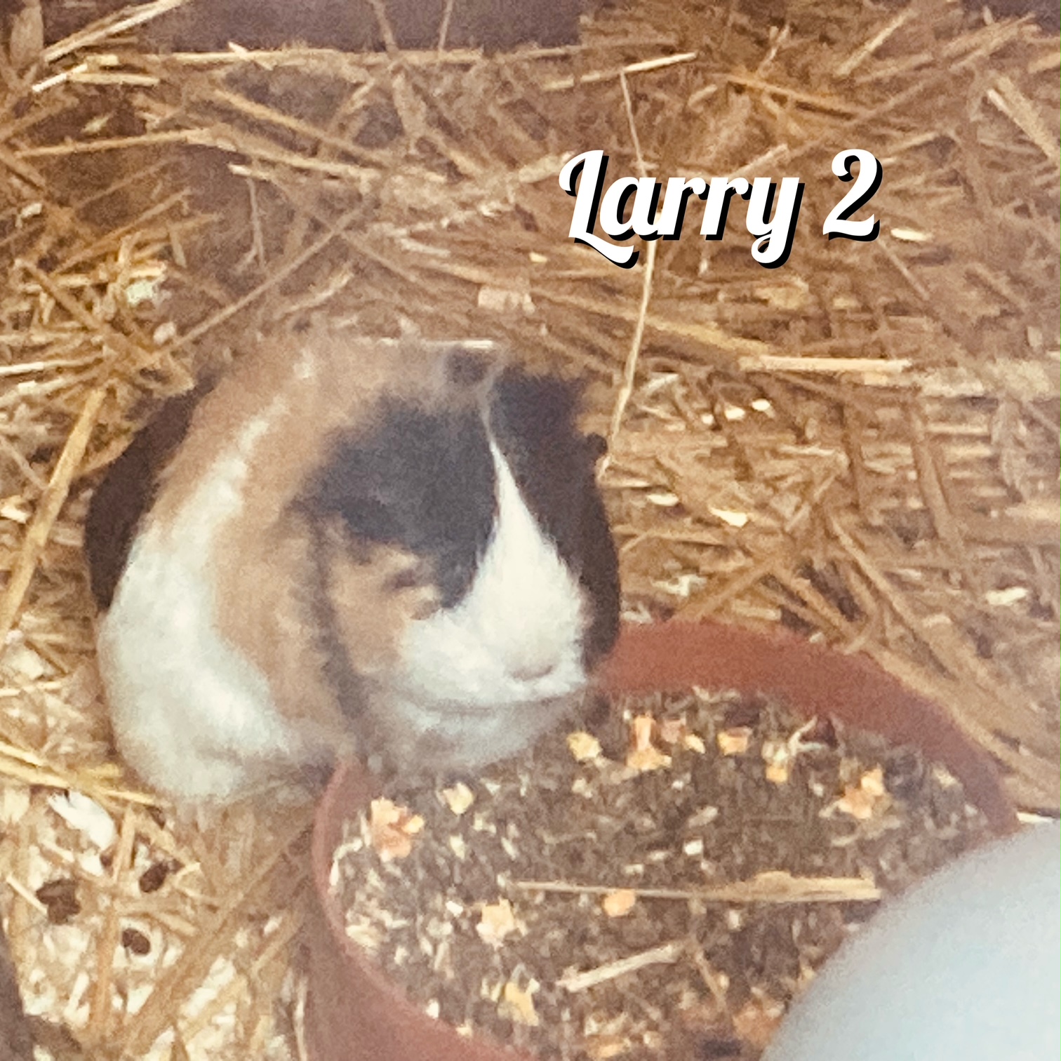 Friedenshamster Larry