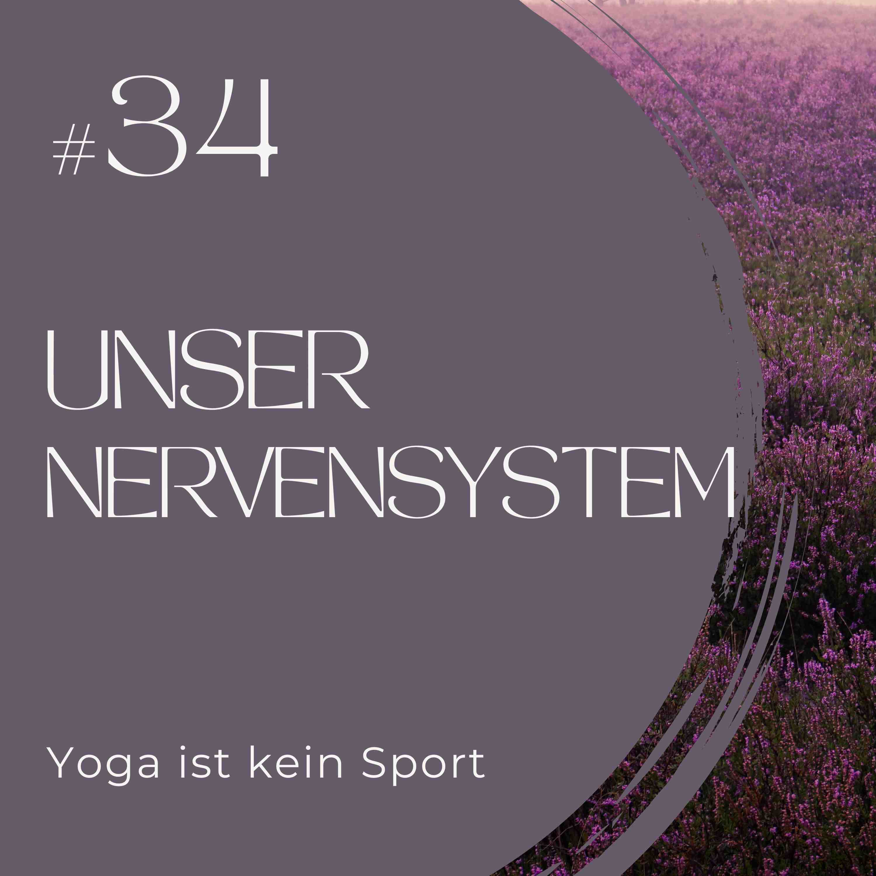 #34 Das Nervensystem 