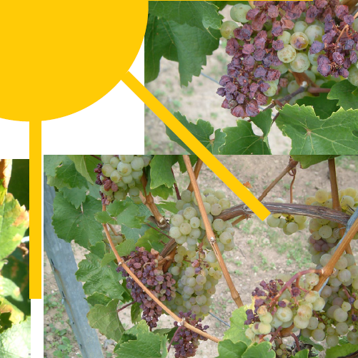 Vinocast Folge 2 - Trockenstress:Trauben verarbeiten und Most behandeln episode artwork