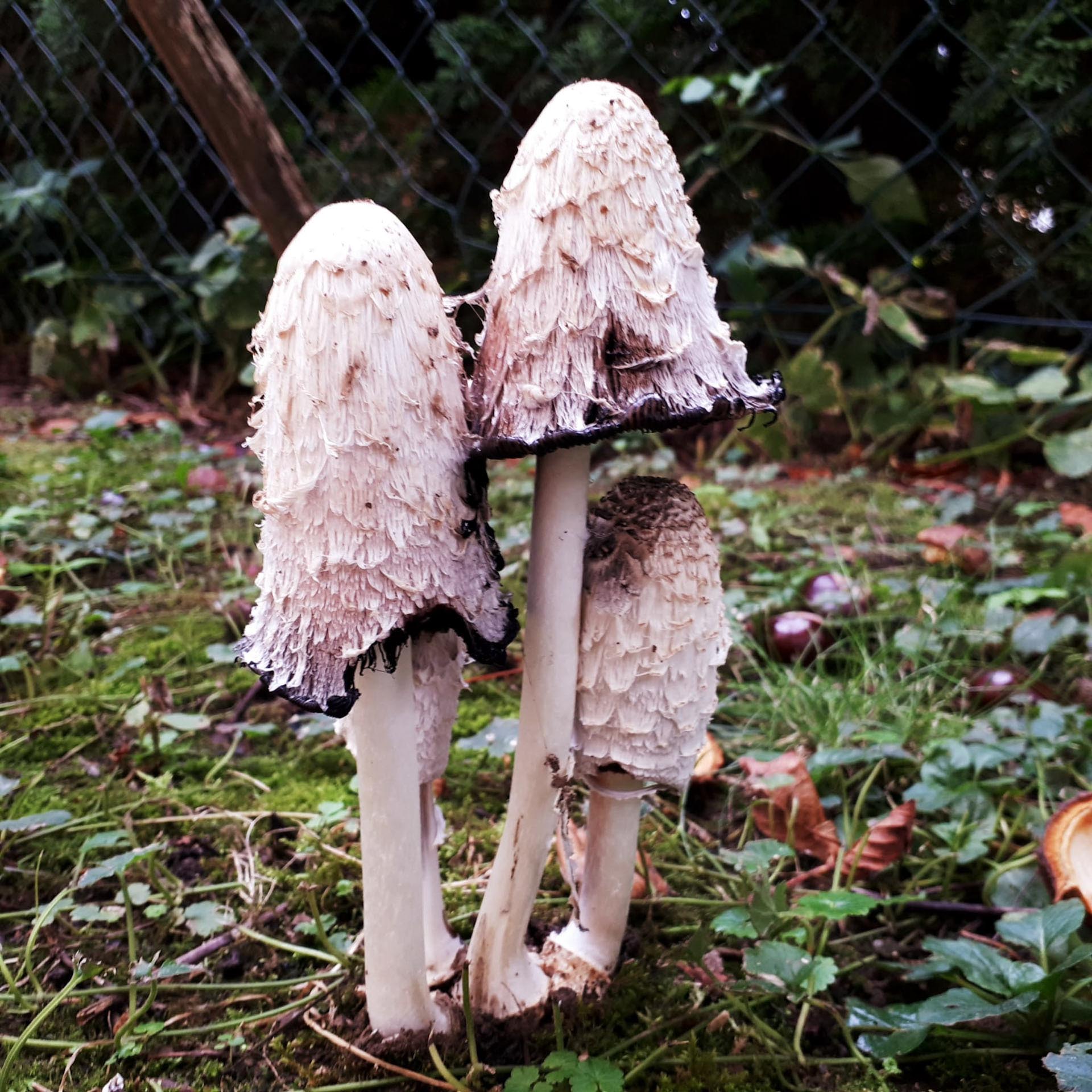 Zum Tag der deutschen Pilzheit