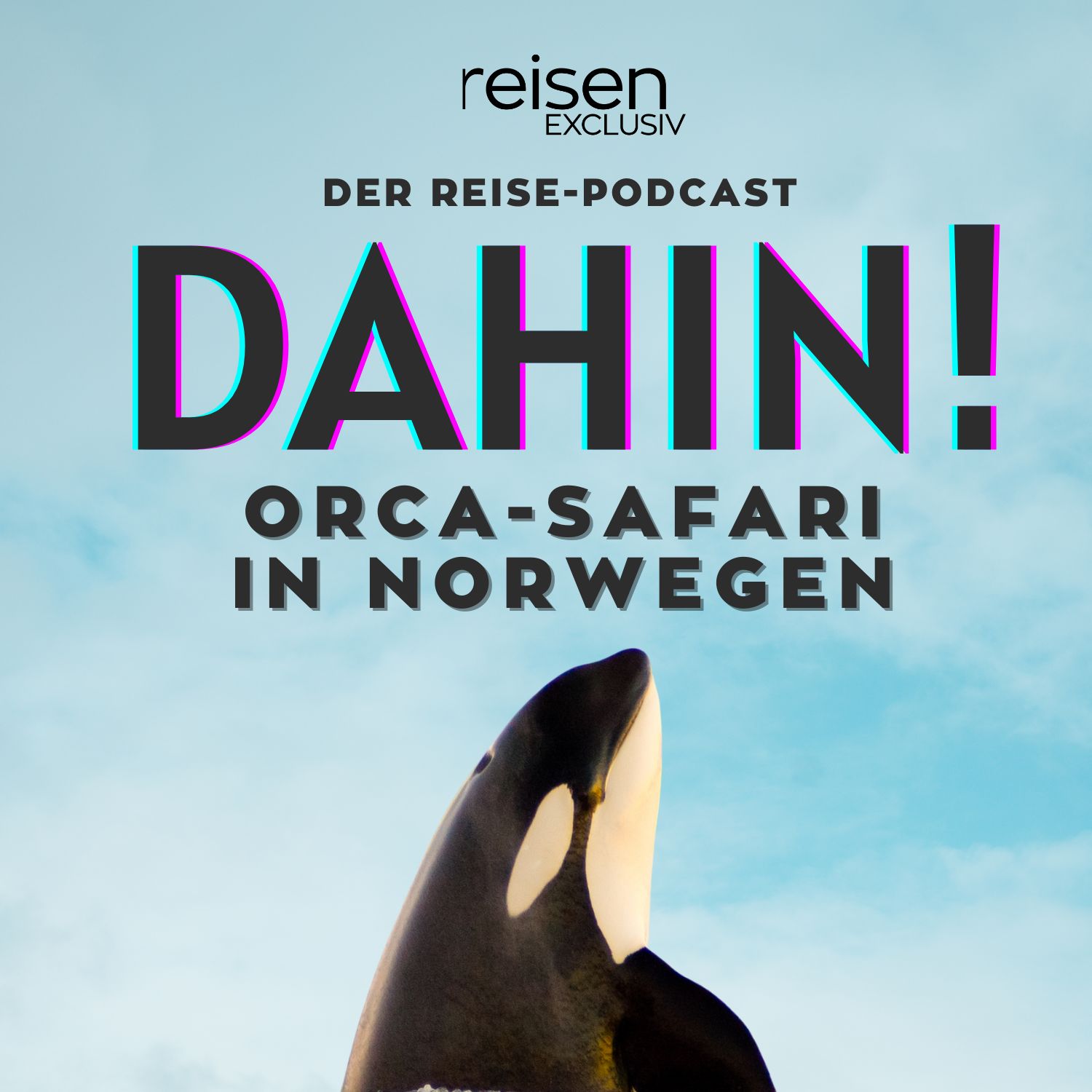 Norwegen: Auf Orca-Safari