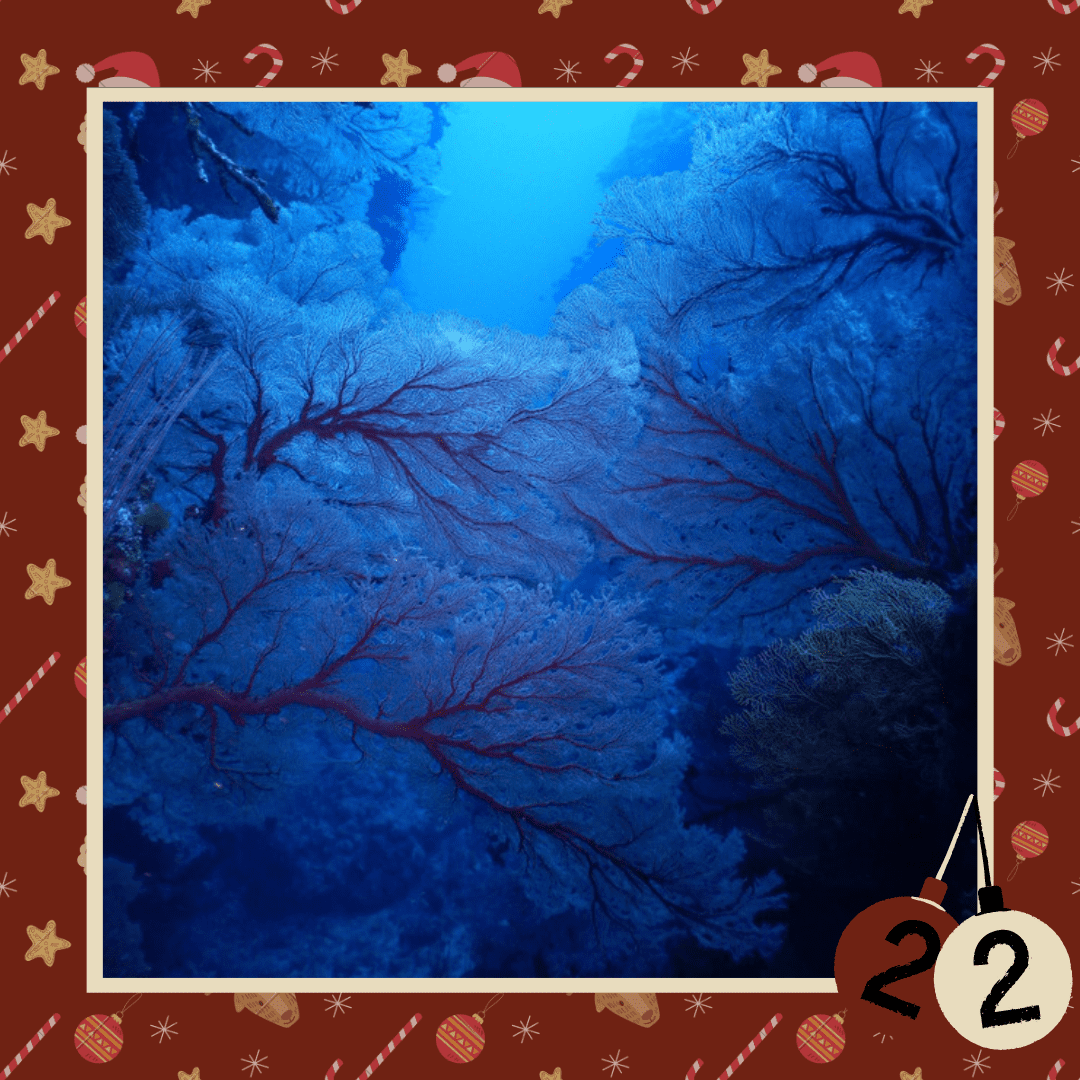 #diedreimjf - Adventskalender 2020 Türchen 22: Weichkorallen episode artwork