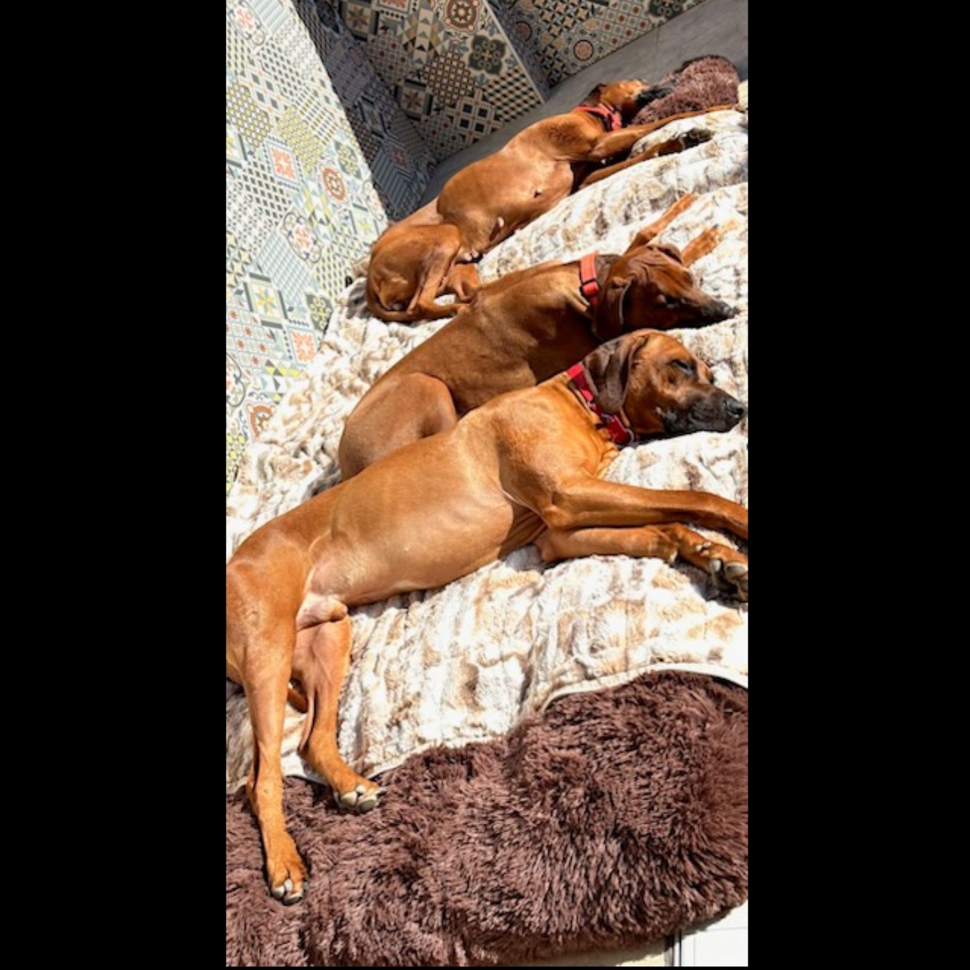 Frohes neues Jahr 2026