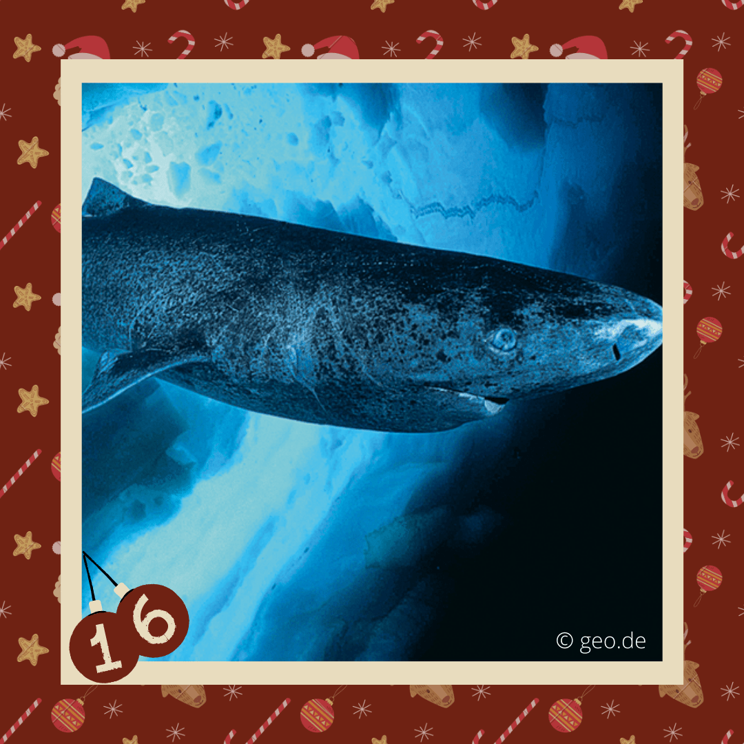 #diedreimjf - Adventskalender 2020 Türchen 16: Grönlandhai episode artwork