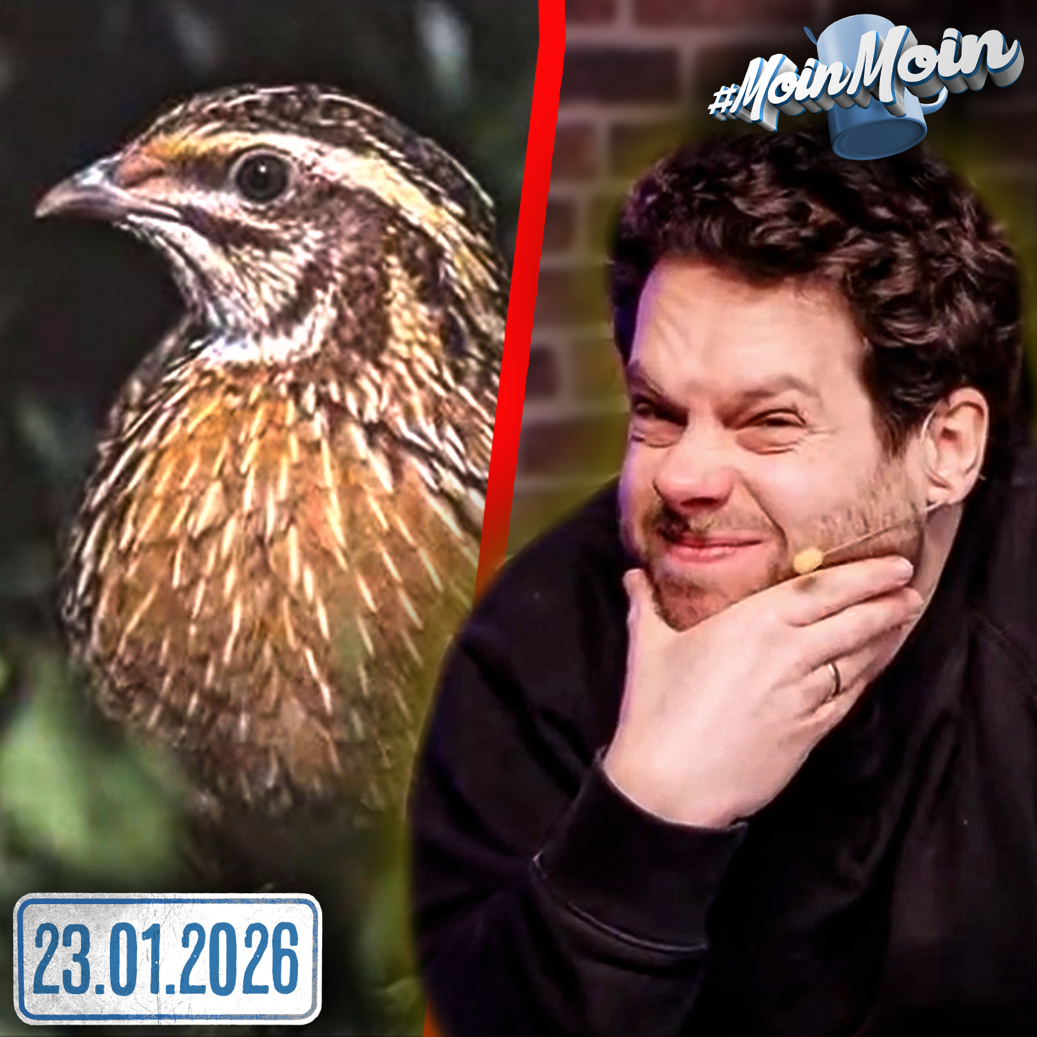 #1614 | Wir sortieren das Alphabet neu und keine Ahnung was ne WACHTEL ist!?