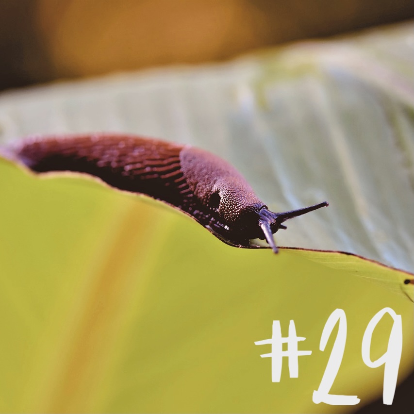 #29 - Thema der Stunde: Nacktschnecken episode artwork