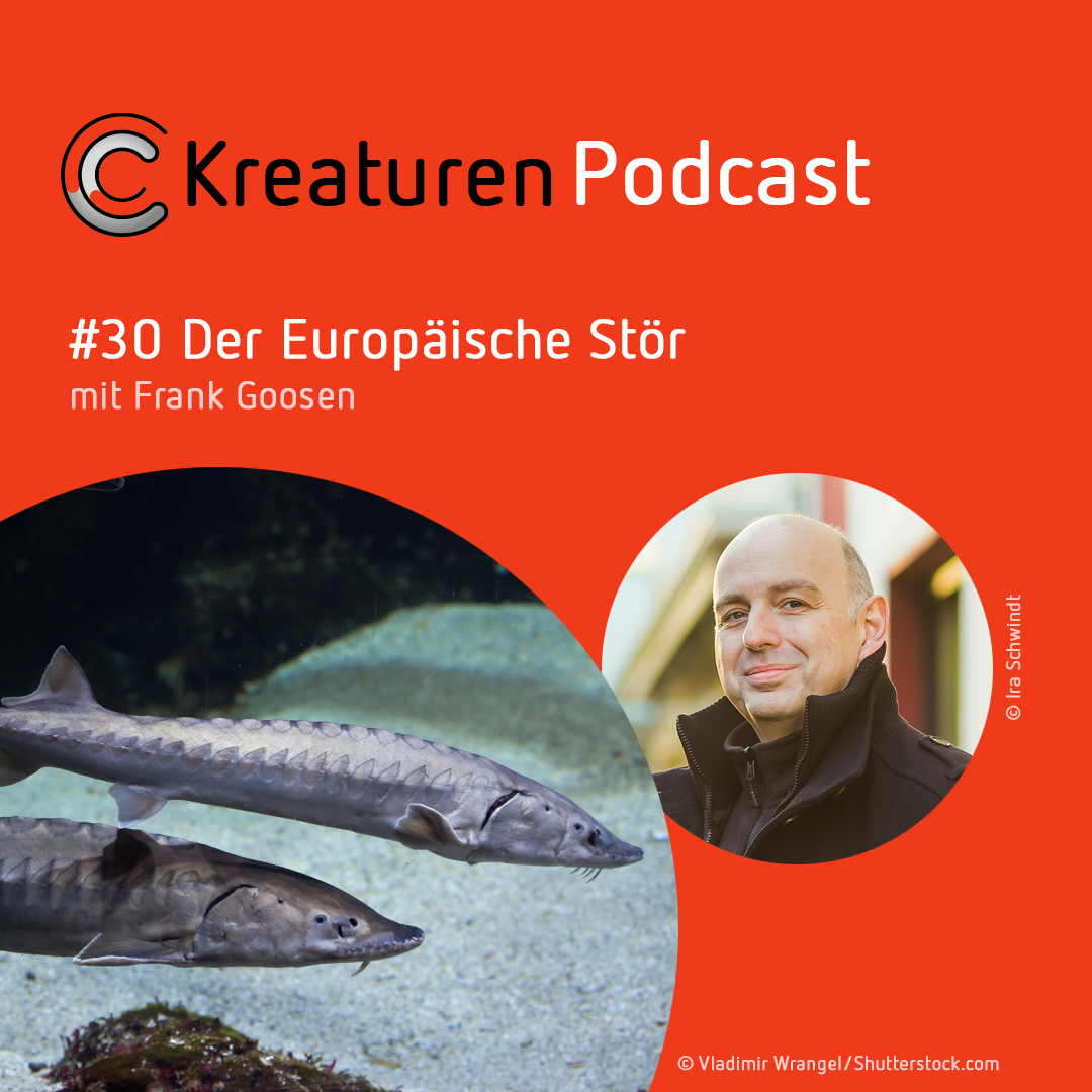 Kreaturen-Podcast – Folge 30: Der Europäische Stör mit Frank Goosen episode artwork