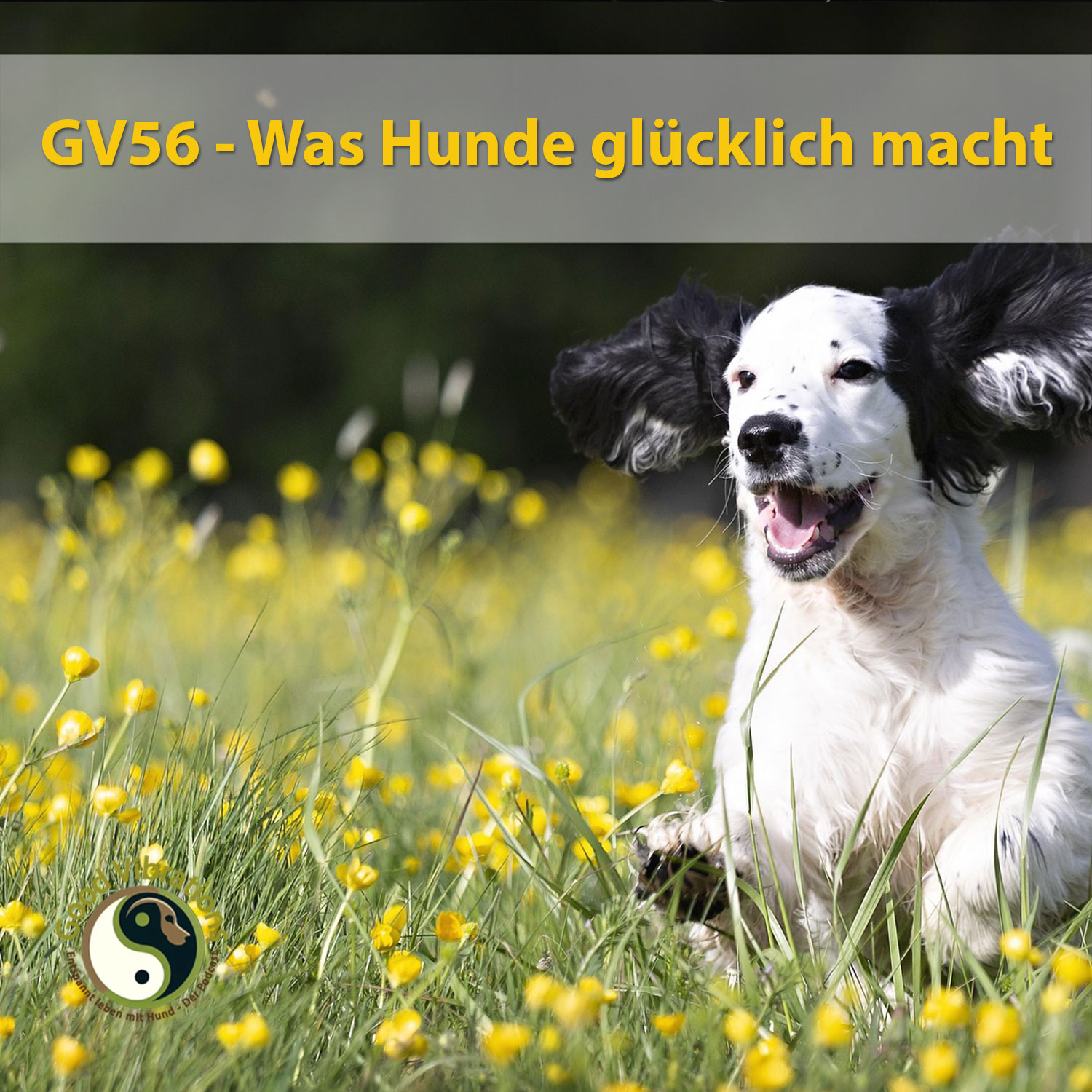 Good Vibrations. Entspannt leben mit Hunden. Der Podcast.