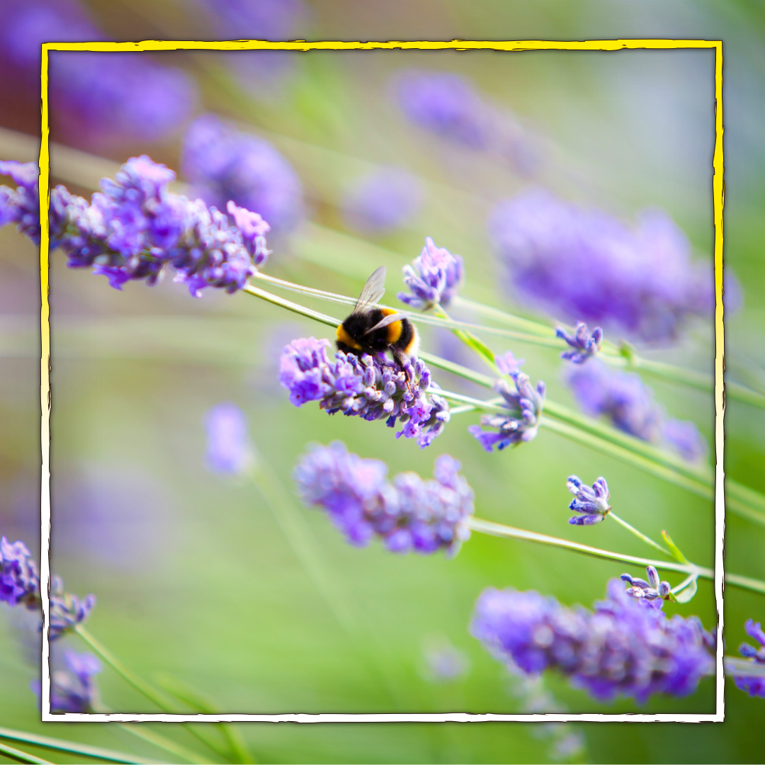 Lavendel – Traum des Südens