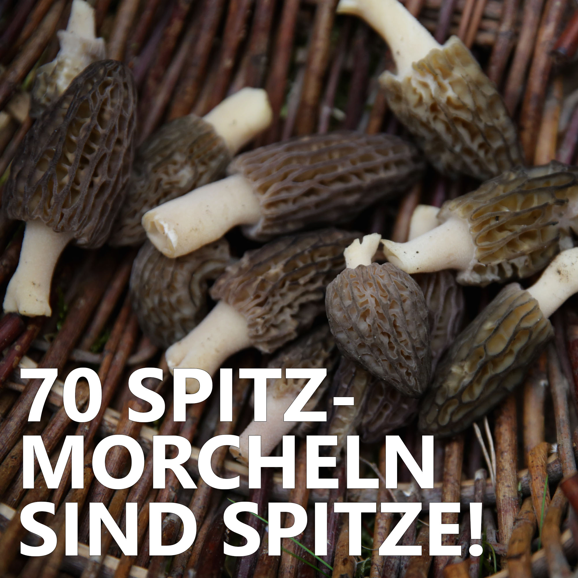 #70 Spitzmorcheln sind spitze!