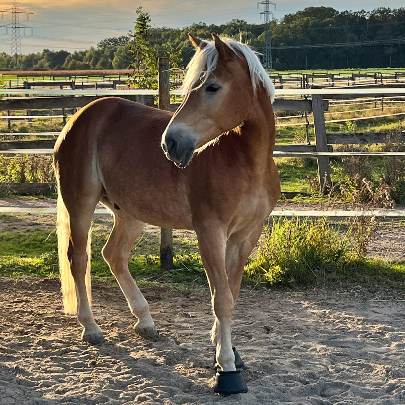 Episode 245 - Professor Dr. Mindgame