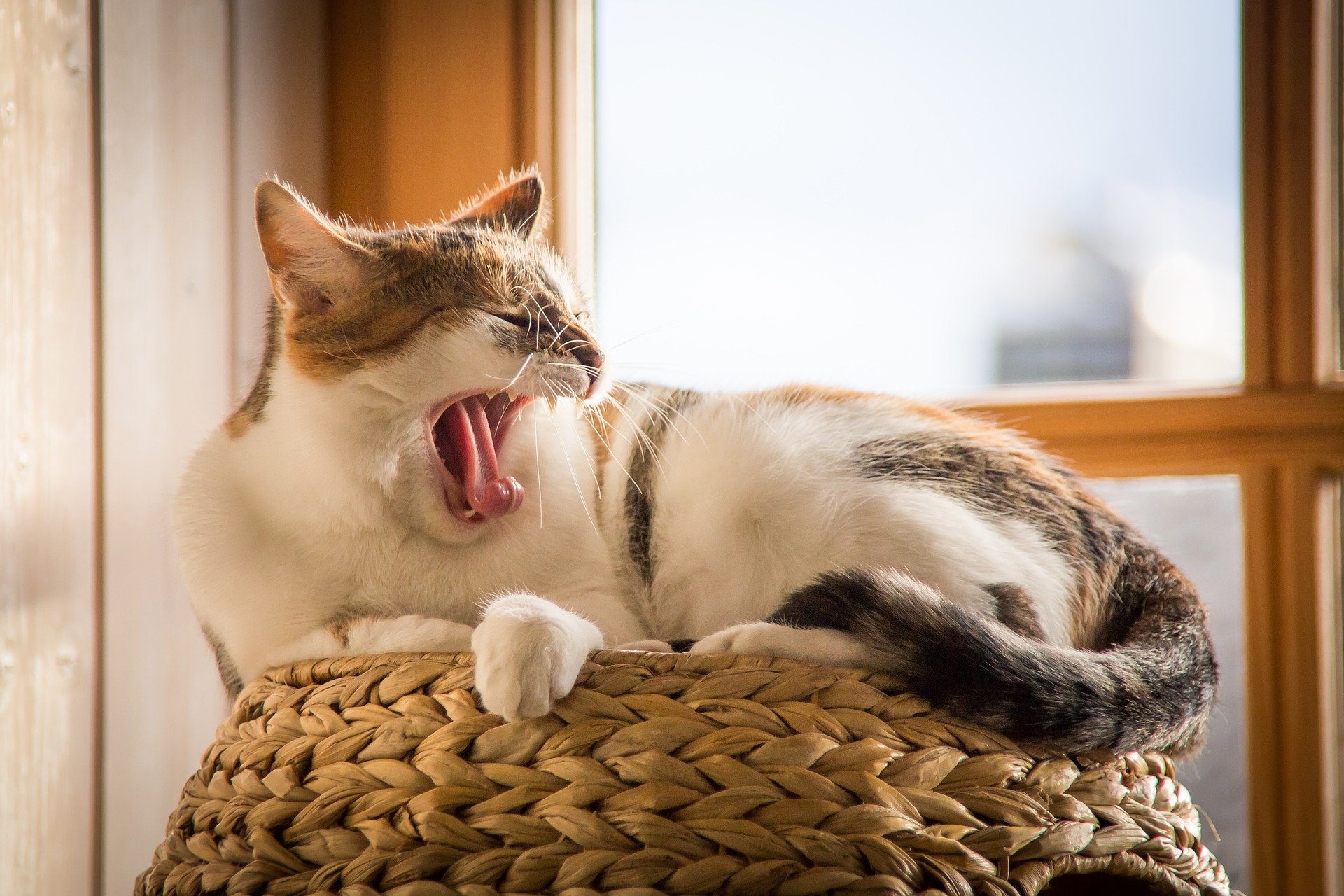 Kinder lesen Katze vor