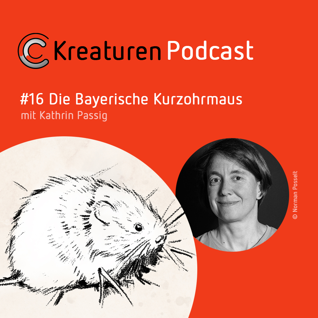 Kreaturen Podcast - Folge 16: Die Bayerische Kurzohrmaus mit Kathrin Passig episode artwork