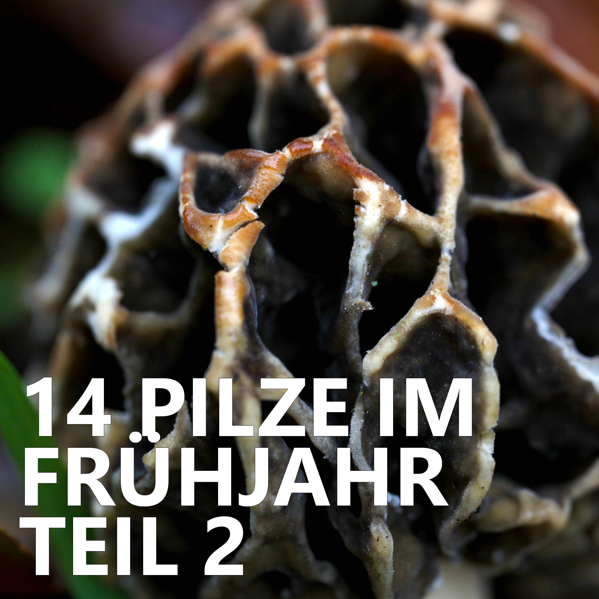 Der Pilzpodcast