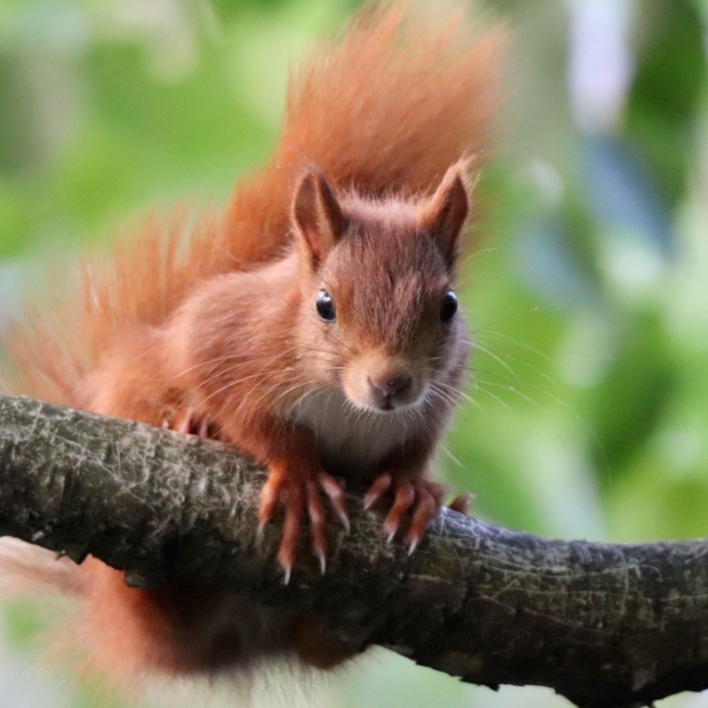 Weltaufgang - der Good News Podcast