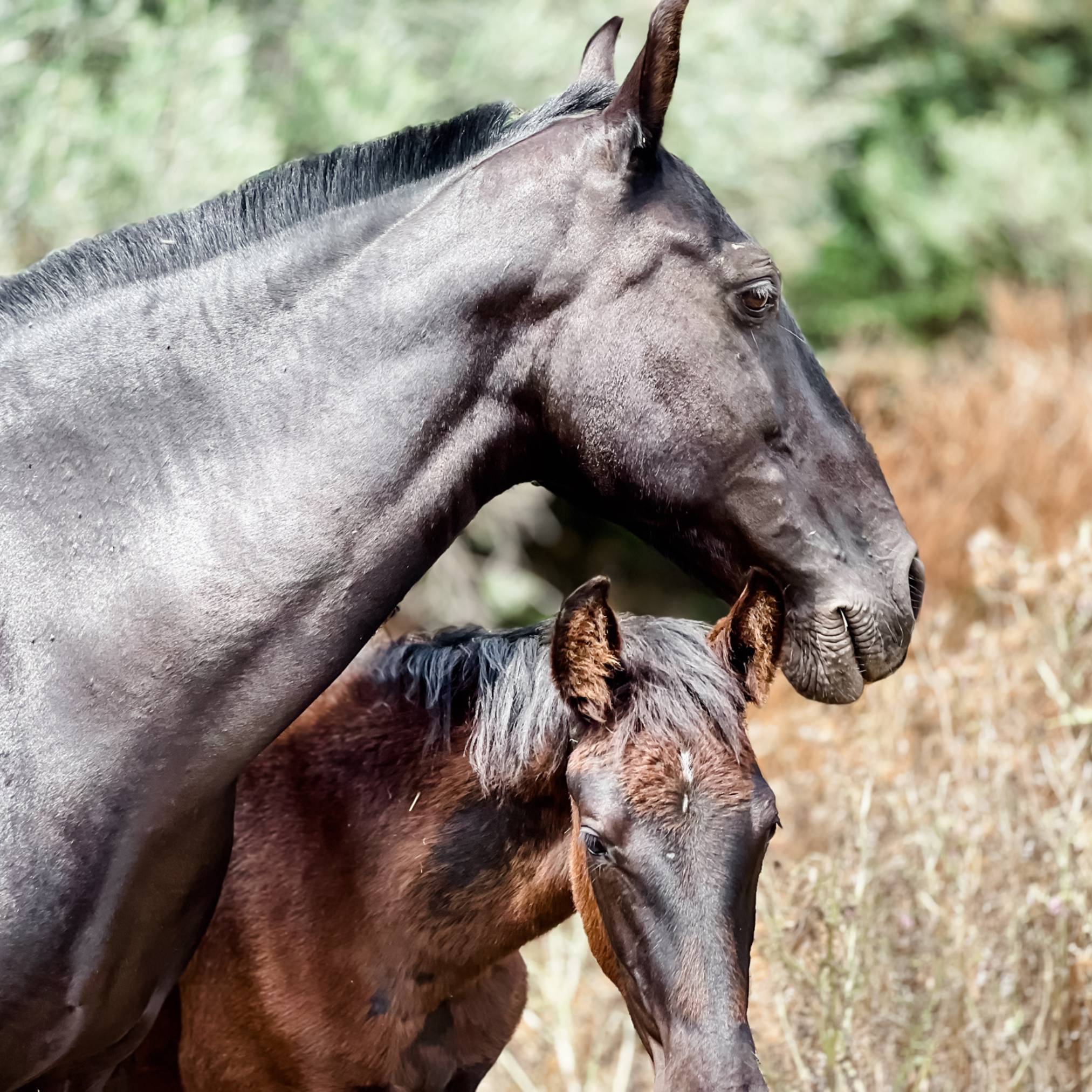 Eleganz und Erbe: Rasseportrait der Menorquin-Pferde