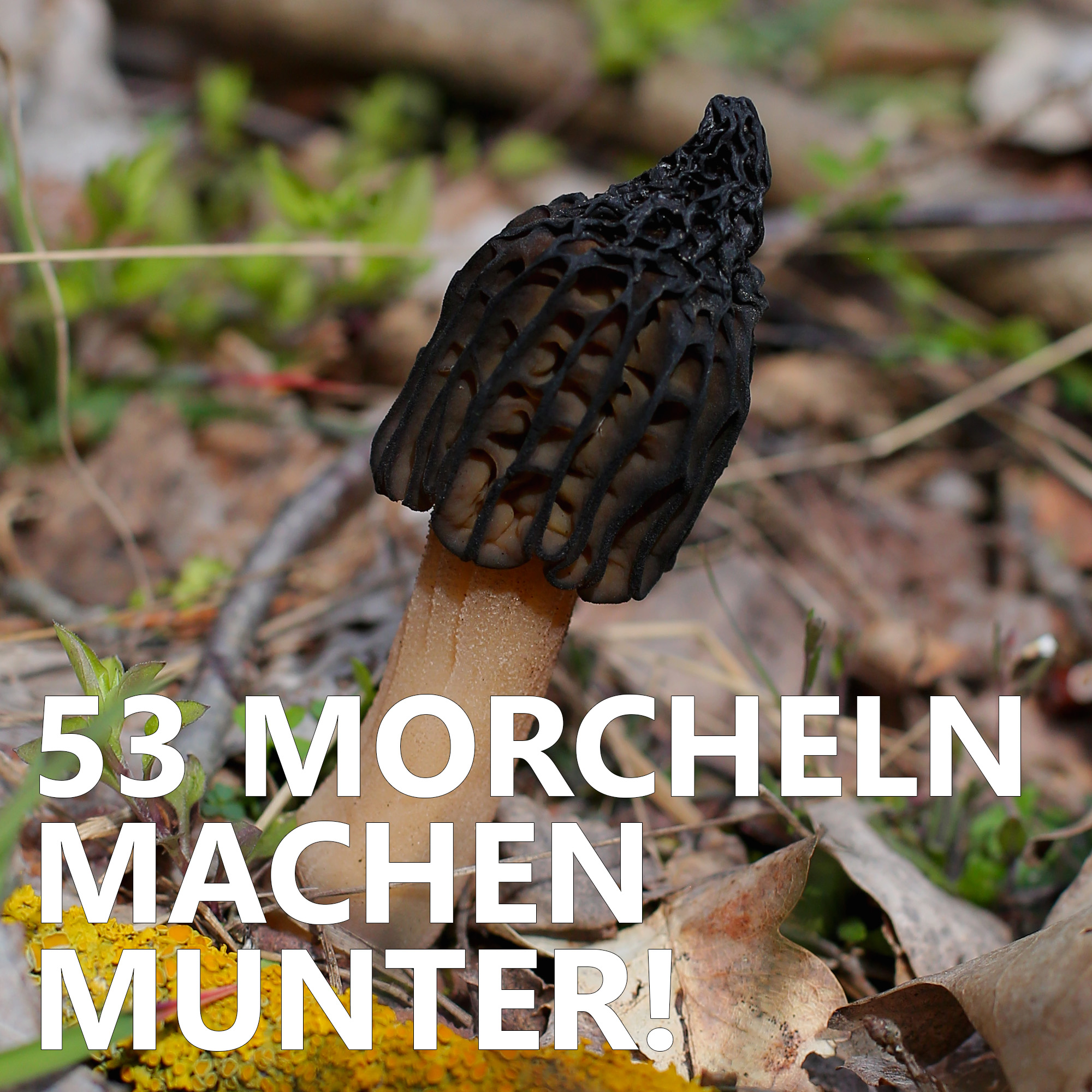 Der Pilzpodcast