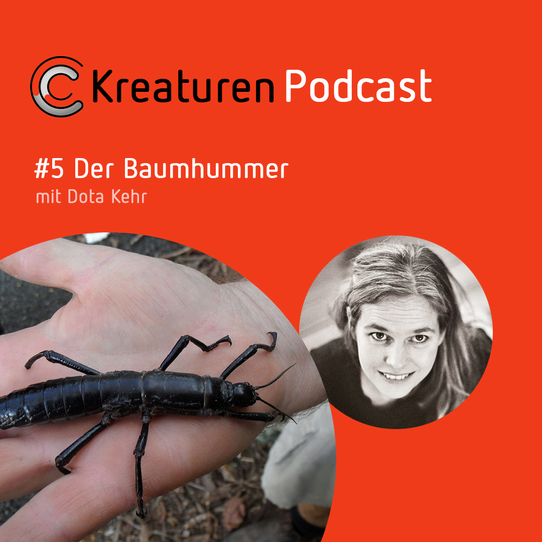 Kreaturen Podcast - Folge 05: Der Baumhummer mit Dota Kehr episode artwork