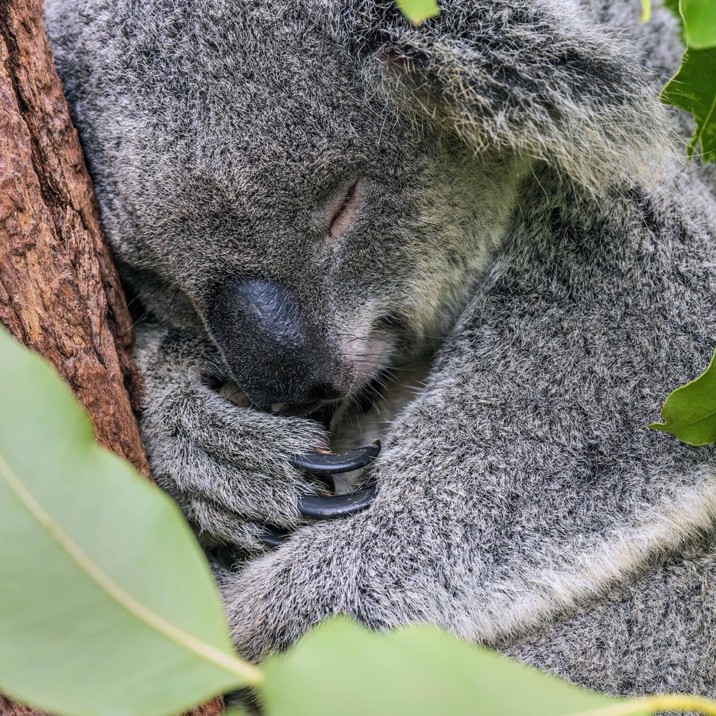Weniger Müll in der EU | Abkommen gegen Überfischung | Koala-Impfstoff | Hakenkreuze übermalen | Ozonloch schrumpft episode artwork