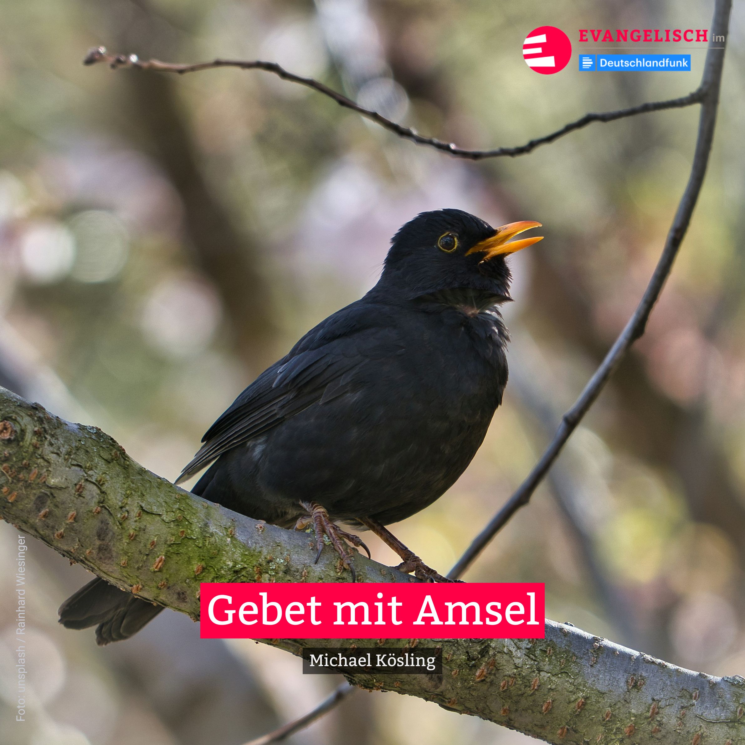 Gebet mit Amsel