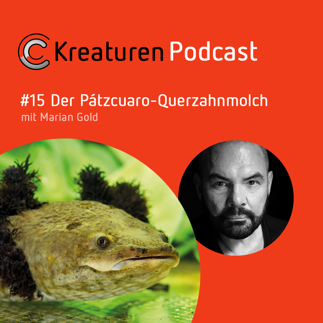 Kreaturen Podcast - Folge 15: Der Pátzcuaro-Querzahnmolch mit Marian Gold episode artwork