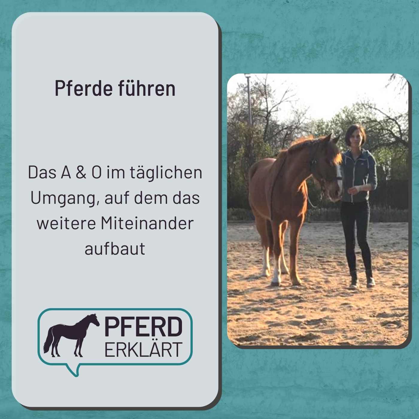 Pferde führen