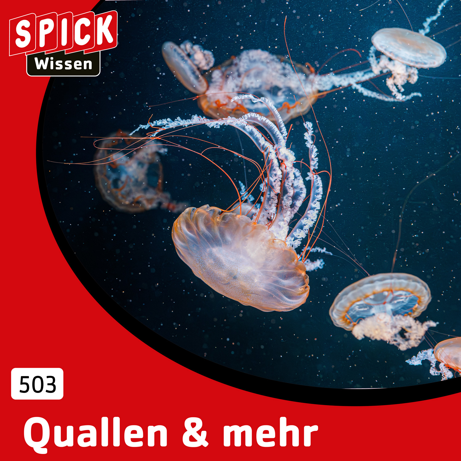 Quallen & mehr episode artwork