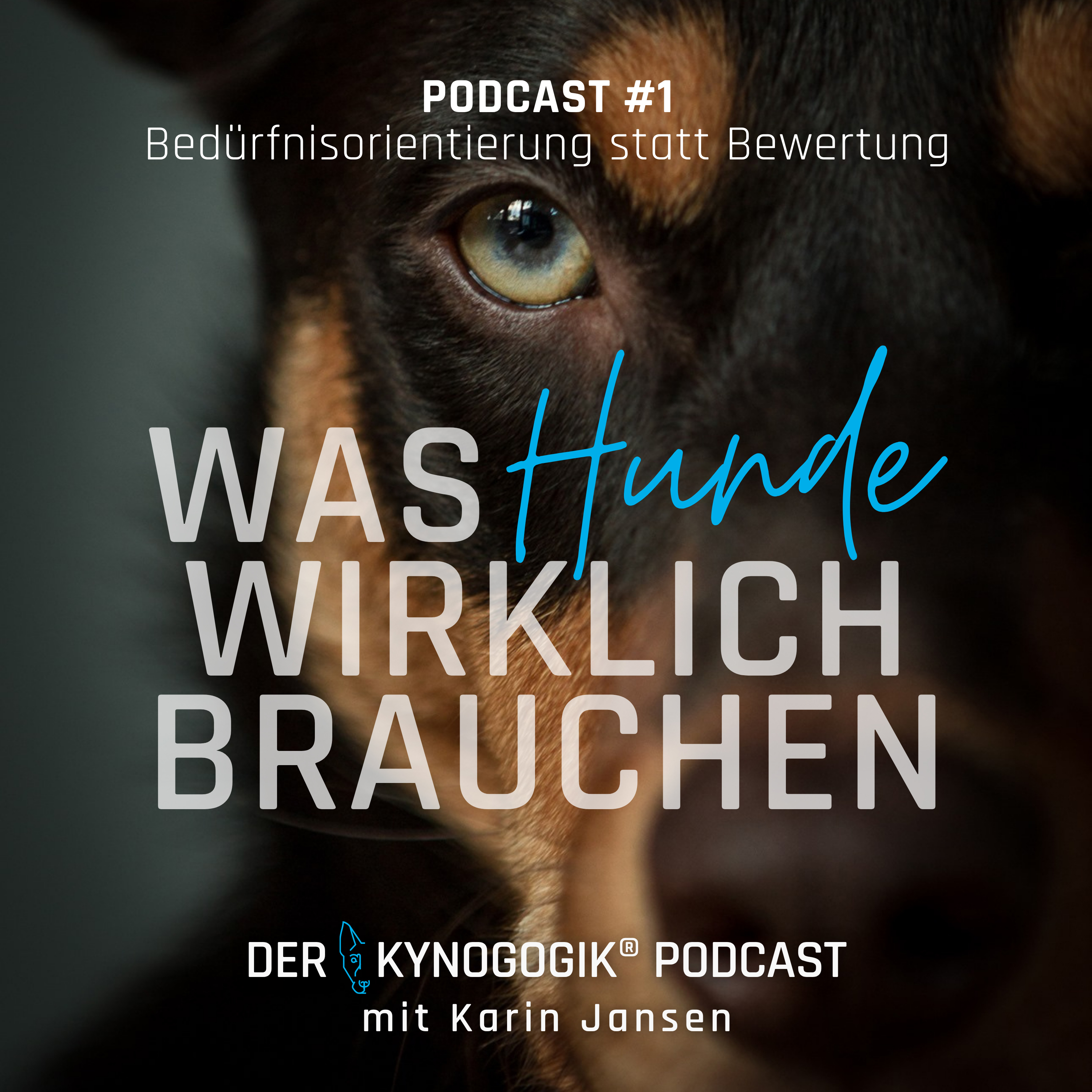 Was Hunde wirklich brauchen
