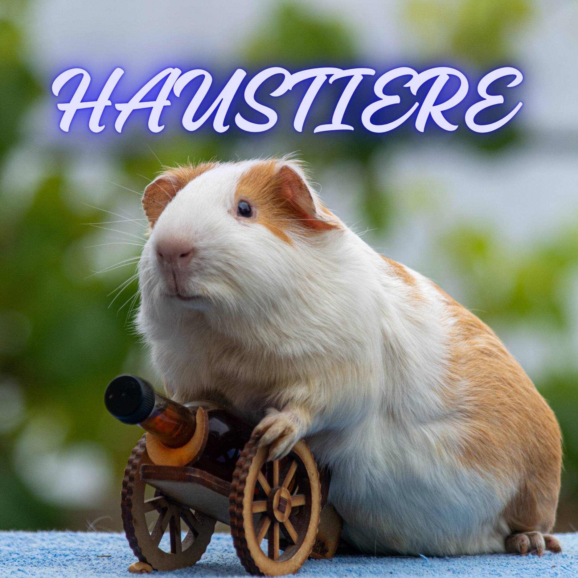 Die Haustier-Podkatze