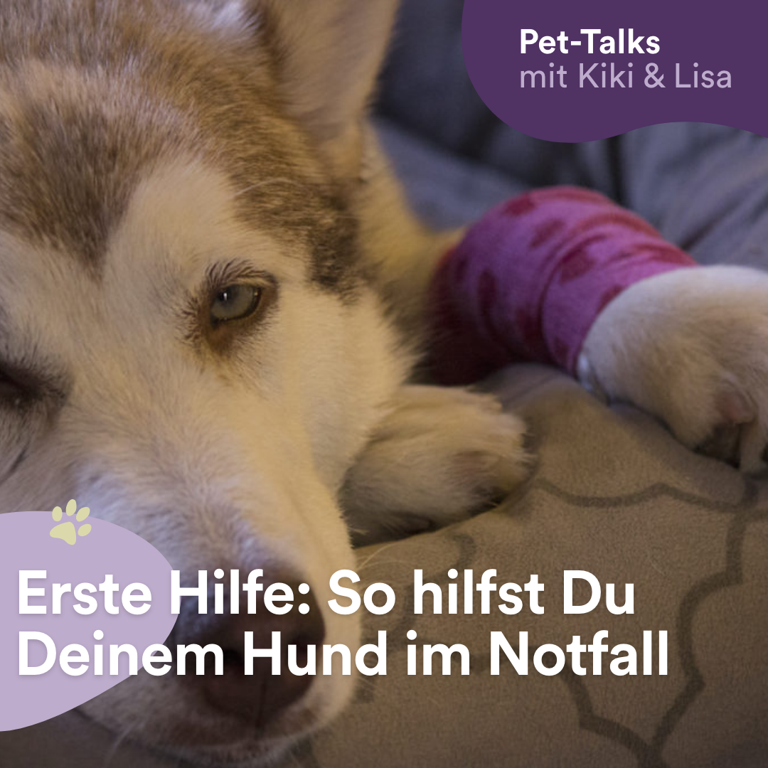 Erste Hilfe: So Rettest Du Deinen Hund Im Notfall - Pet-Talks Mit Kiki ...